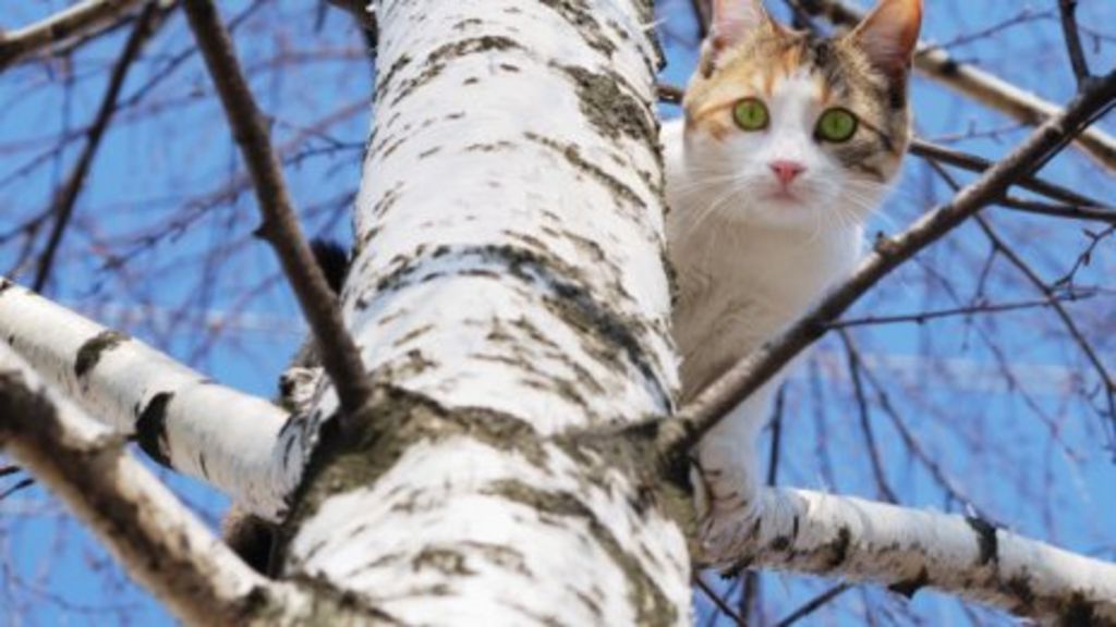 Who, What, Why How do cats survive falls from great heights? BBC News