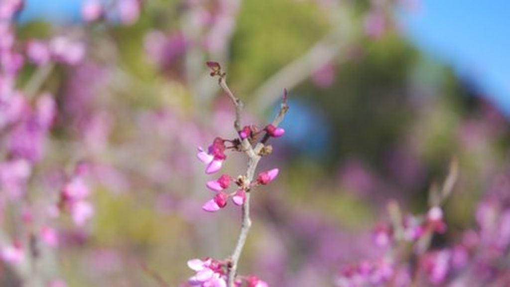 Plants flower faster than climate change models predict BBC News