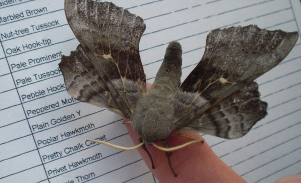 citizen-scientists-get-to-grips-with-moth-survey-bbc-news