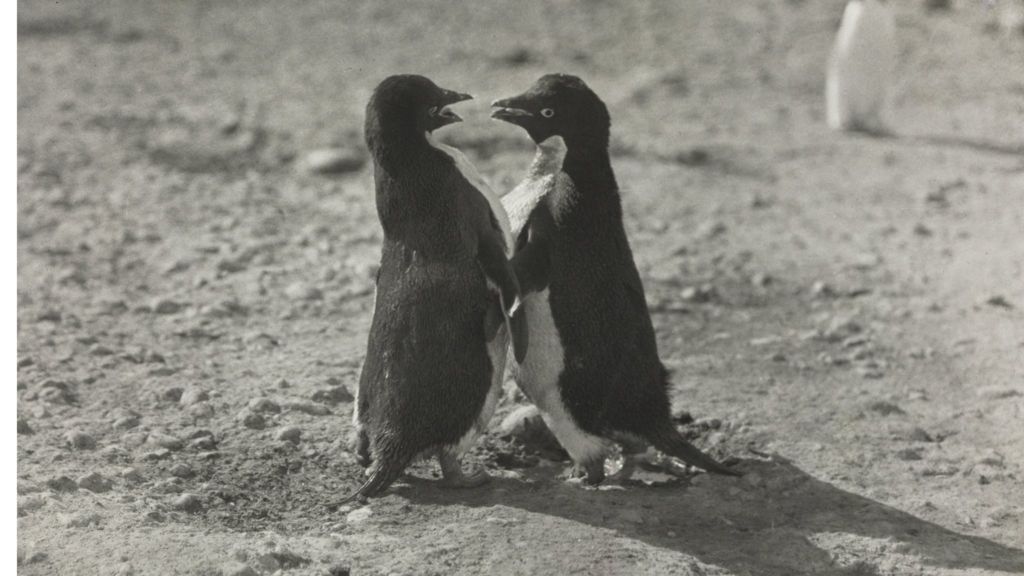 Depraved Sex Acts By Penguins Shocked Polar Explorer Bbc News 