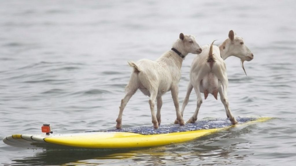 Goats ride the waves in California BBC News