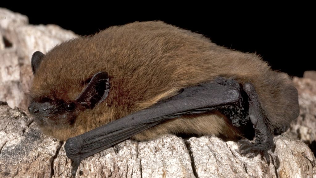 Bats 'starving' after wet weather, Sussex Wildlife Trust says BBC News