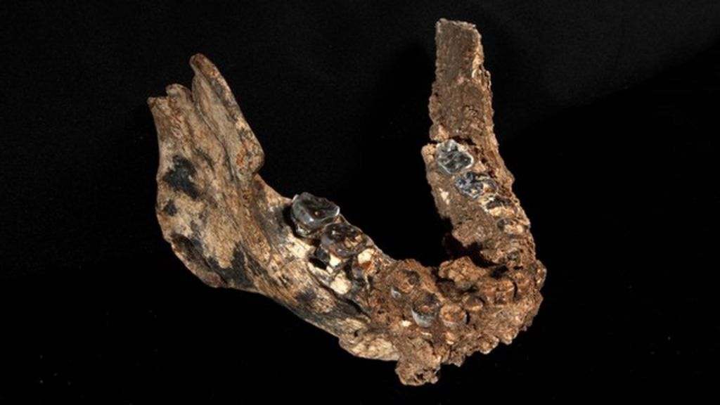 New human species identified from Kenya fossils BBC News