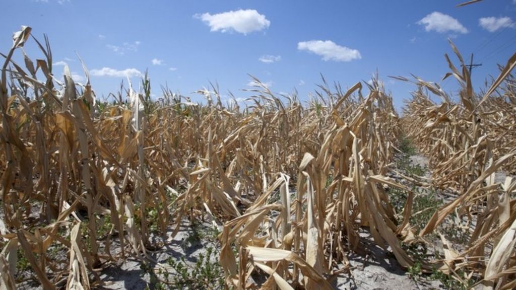 US corn price forecast to rise sharply BBC News