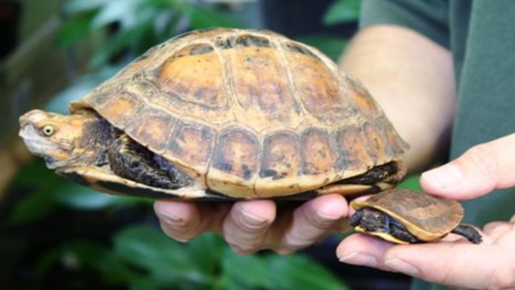 Vietnamese Box Turtles Bred Successfully At Bristol Zoo - Bbc News