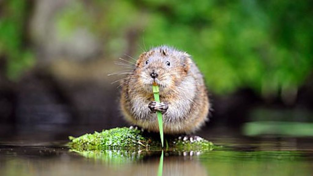 Water voles wander across 'fragmented' Scottish habitat BBC News