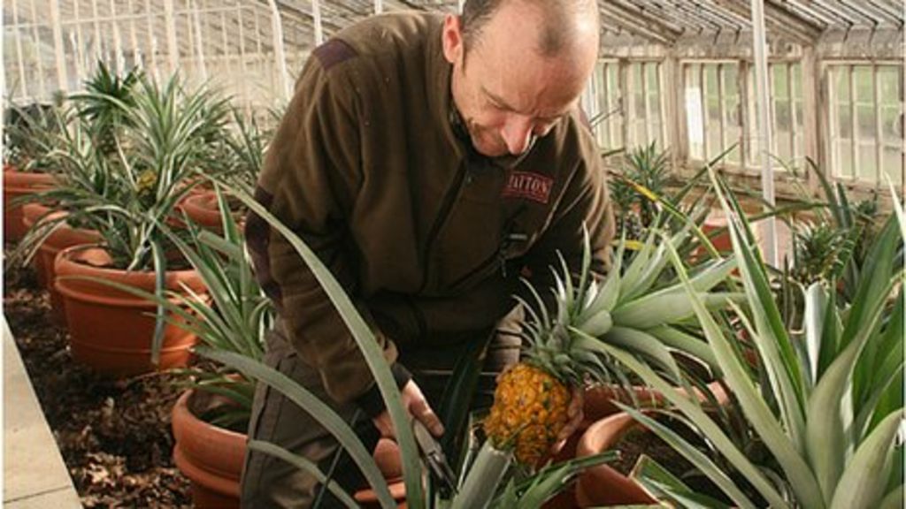 Tatton Park grows first crop of pineapples in a century BBC News