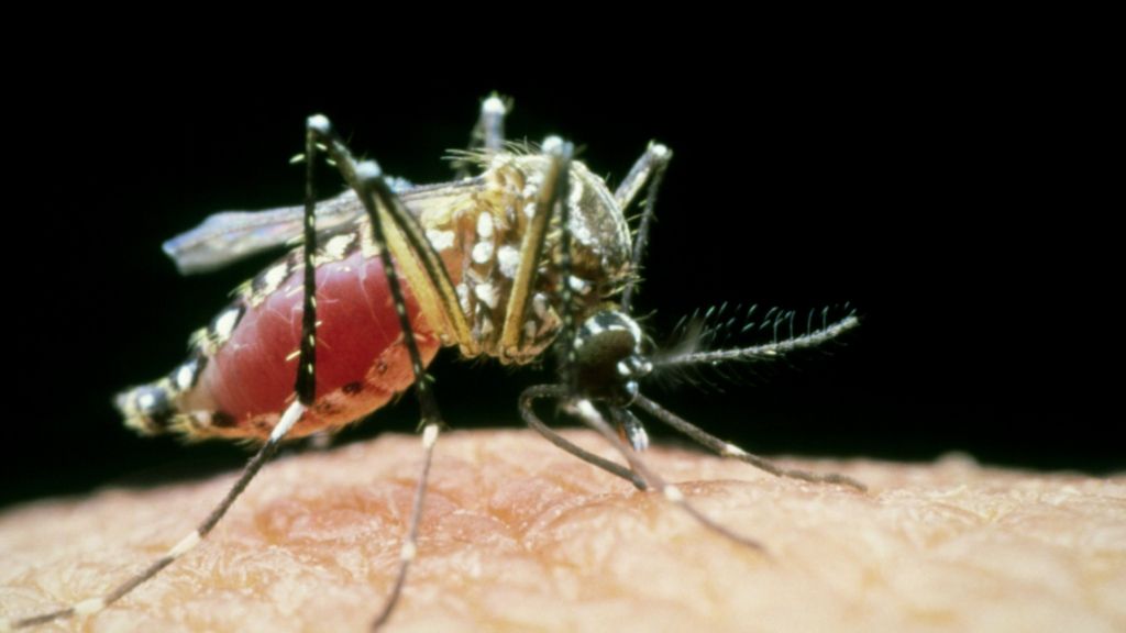 Yellow Fever Vaccine Pictures