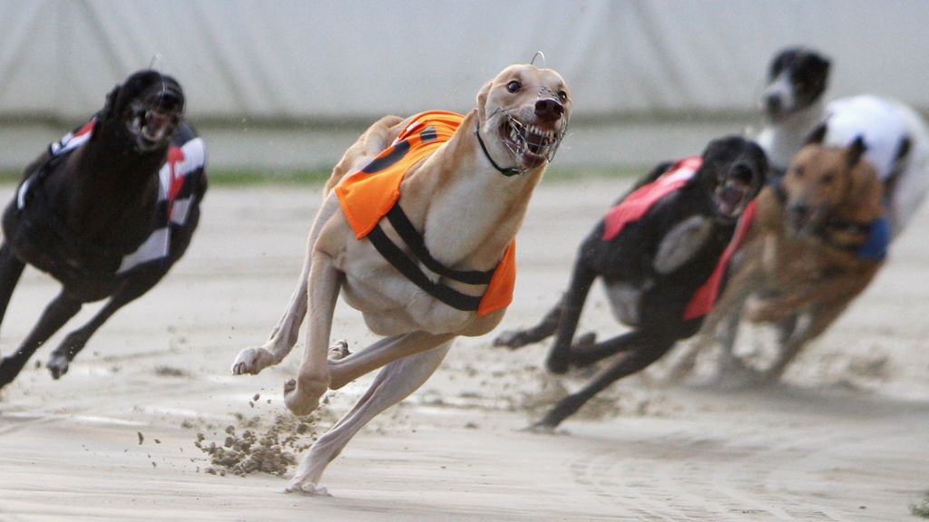 is-the-end-nigh-for-dog-racing-bbc-news