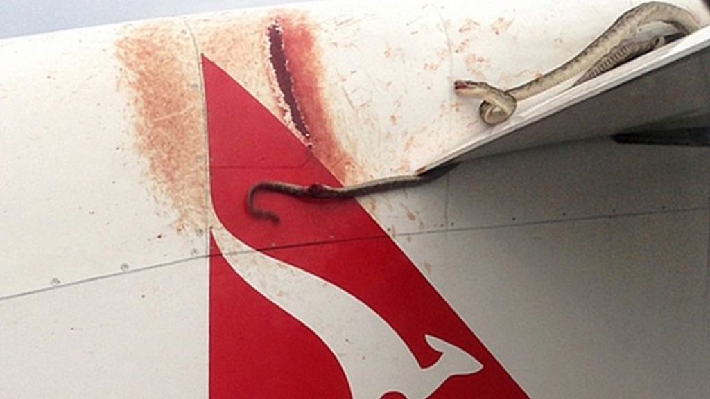 Snake on a plane: Man tries to sneak python on board by