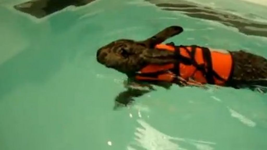 Rabbit takes to hydrotherapy 'like duck to water' BBC News