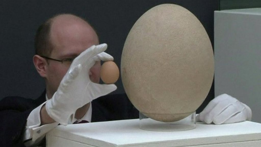 Large egg