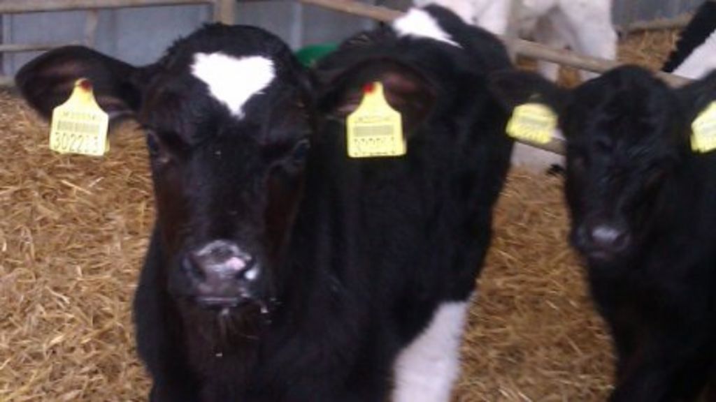 Wiltshire dairy farmer builds facility to educate others BBC News