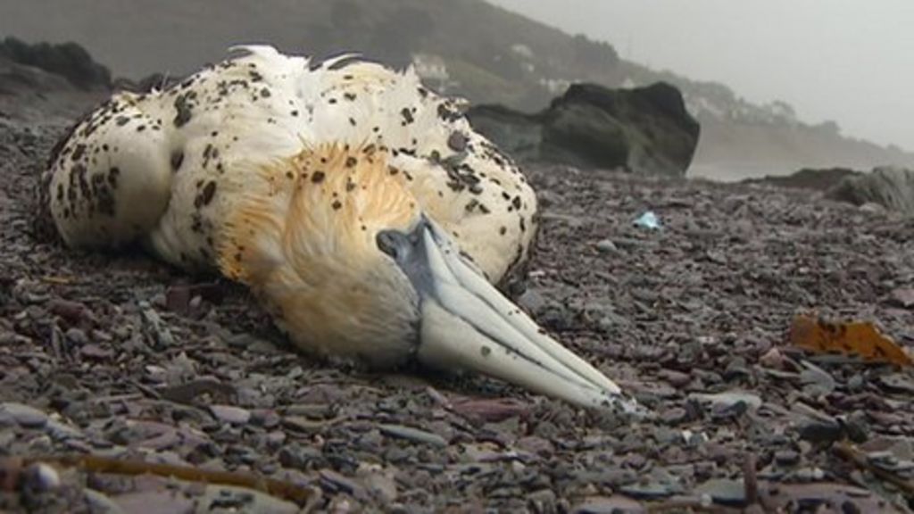 PIB chemical pollution kills more birds than MSC Napoli BBC News