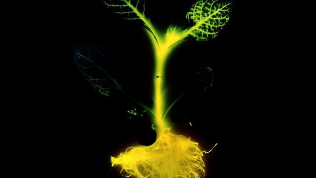 Kickstarter crowd gives glowing plant the green light BBC News