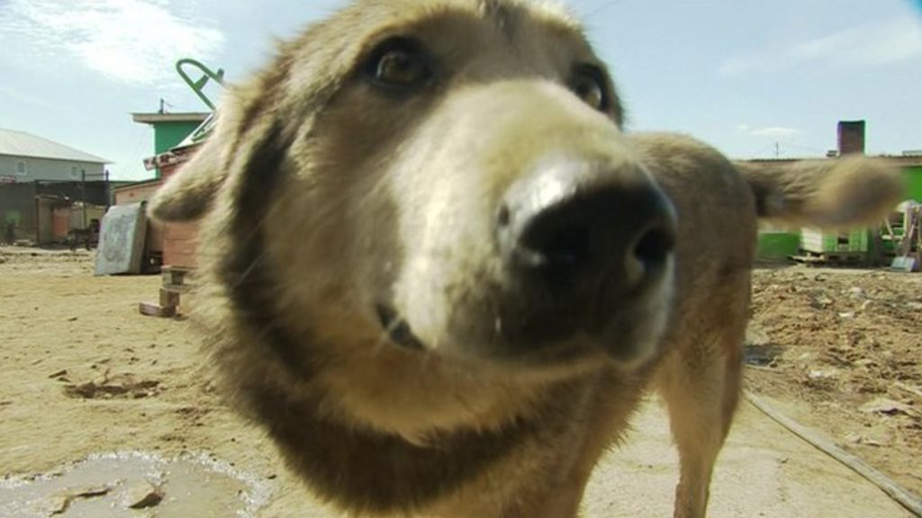 Claims Russian officials killing stray dogs in Kazan - BBC News