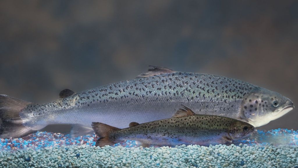 US approves GM salmon for food