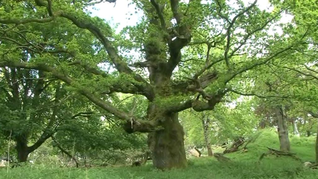 The Woodland Trust in Wales 5,000 Welsh trees need protection BBC News