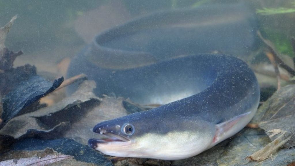 River Severn and Avon eels targeted by illegal fishing gangs BBC News