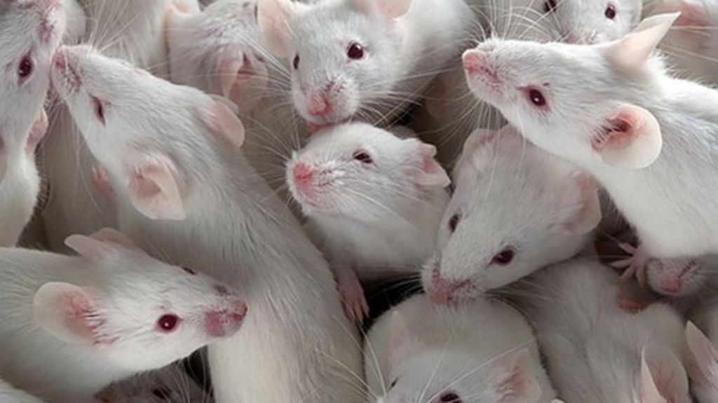 Pill Linked To Long Life In Mice - BBC News