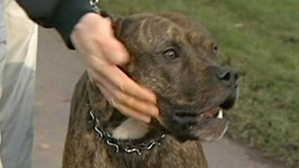 Killer dogs' owners could face life in prison BBC News