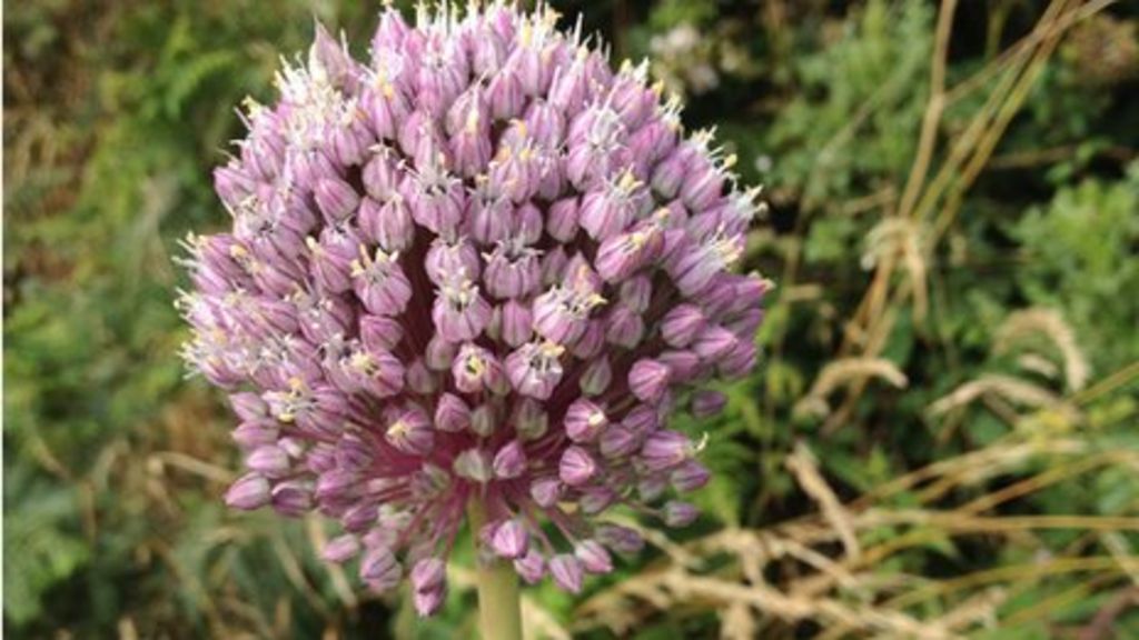 Rare wild leek produces record bloom on Anglesey BBC News