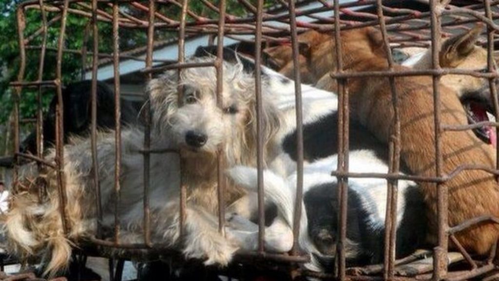 Meat trade rescue dogs arrive in the UK BBC News