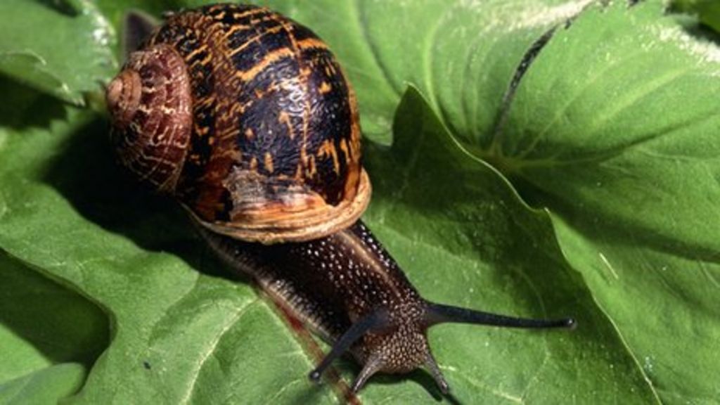 Fast moving snails spread deadly dog disease across UK BBC News