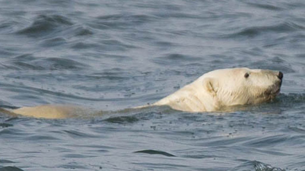 bbc earth polar bear teddy