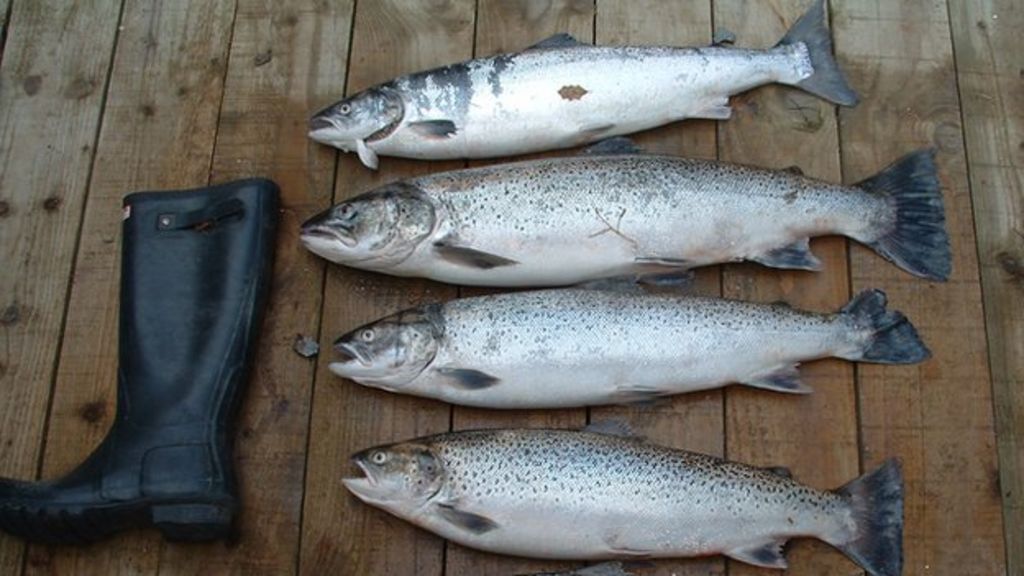Crackdown on fish poaching in Wales nets 139 arrests BBC News