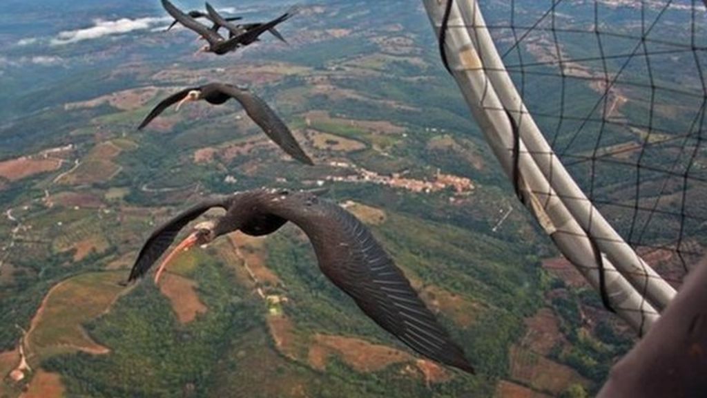 Birds' V formation finally explained BBC News