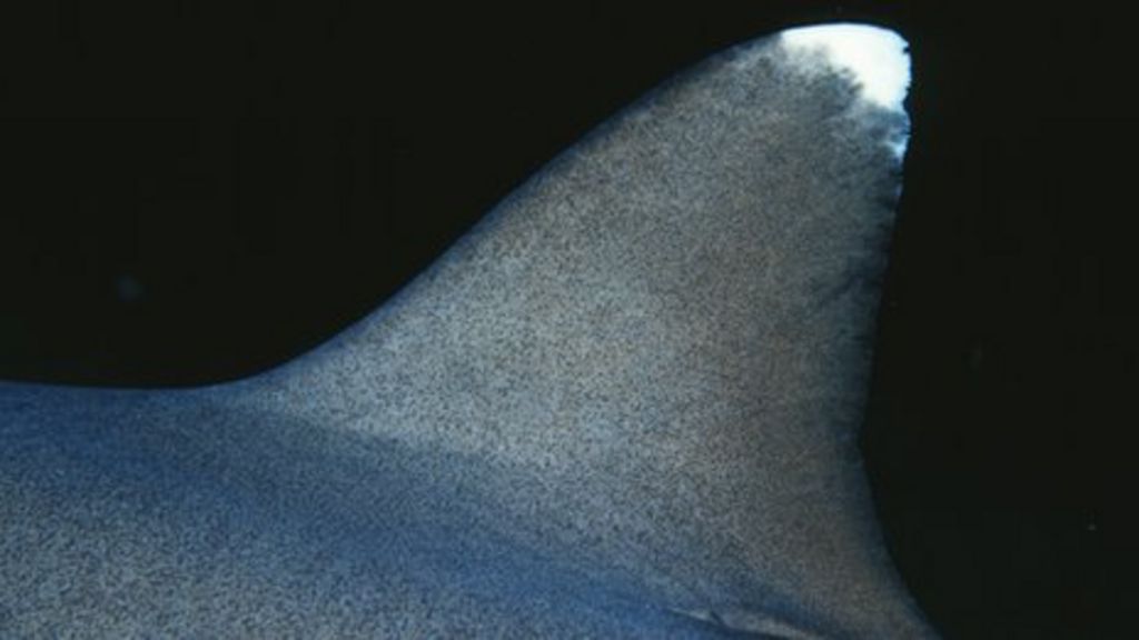 Shark fin option trade