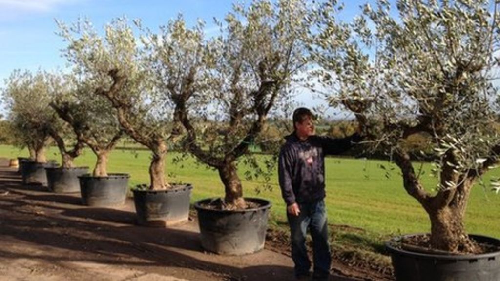 Olive trees snatched in Ledbury farm raid BBC News