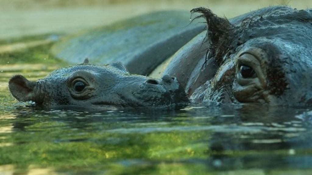 How many healthy animals do zoos put down? BBC News