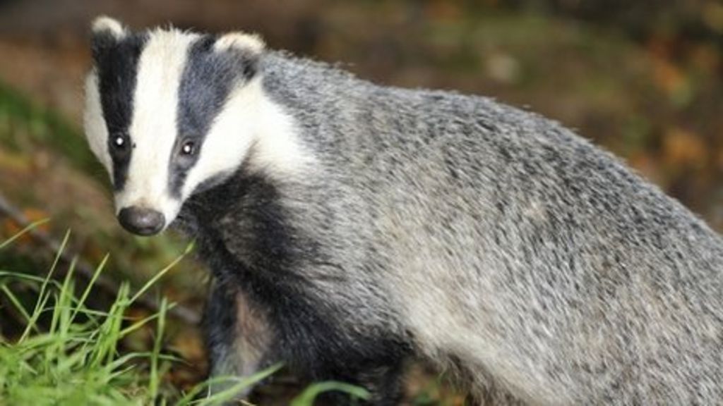 Roadkill badgers tested for bovine TB in Cheshire BBC News