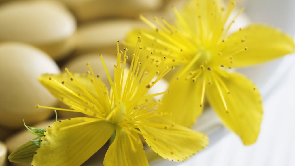 St John's wort blights contraceptive BBC News