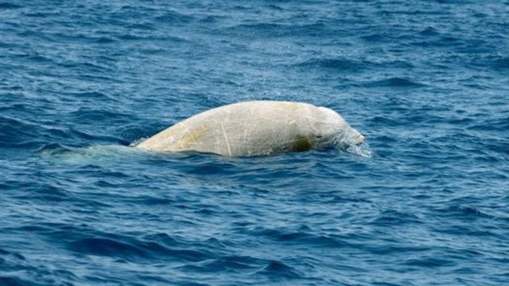 Beaked Whale Is Deep Dive Champion Bbc News