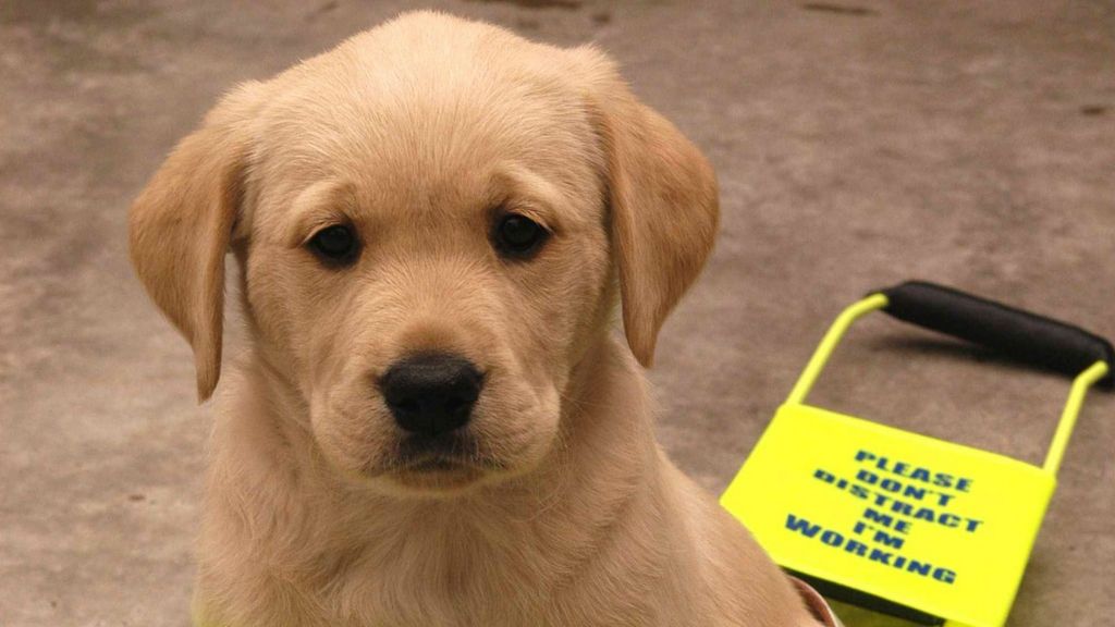 Pavement parking ban call by Guide Dogs charity BBC News