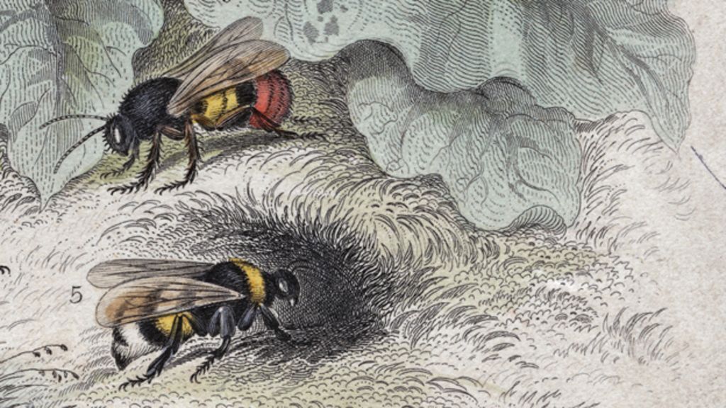 Victorian strangeness The man who was covered in bees BBC News