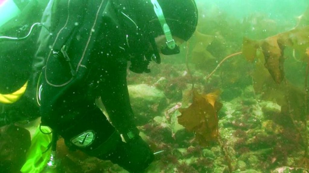 Ocean medicine hunt Exploiting the science of the sea? BBC News