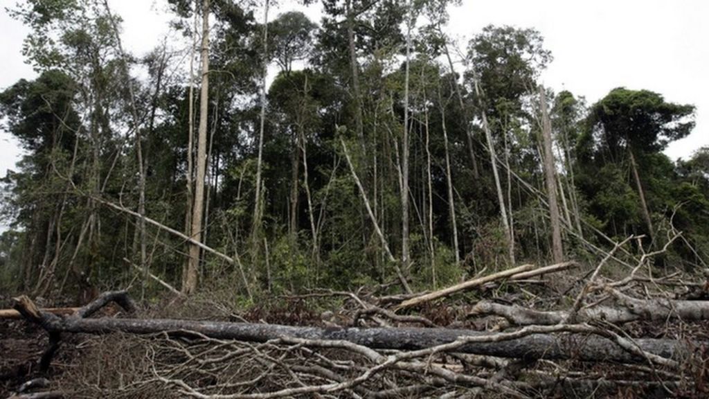 Corporate growth still driving deforestation, CDP shows