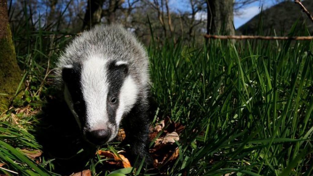 Badgers may not spread TB to cattle through direct contact
