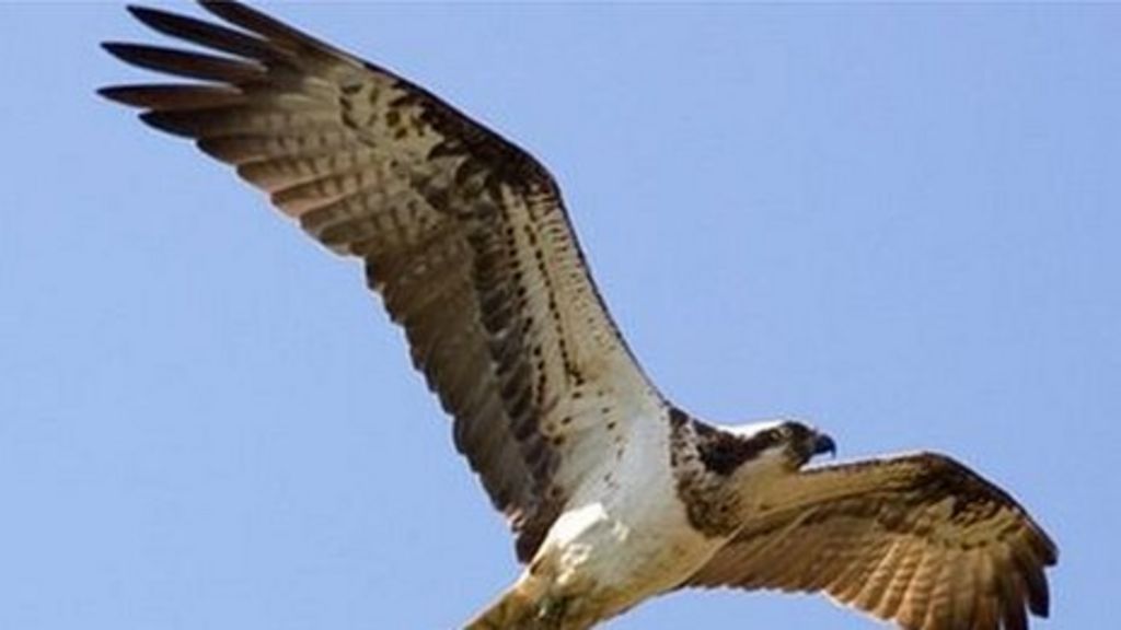 osprey hunting