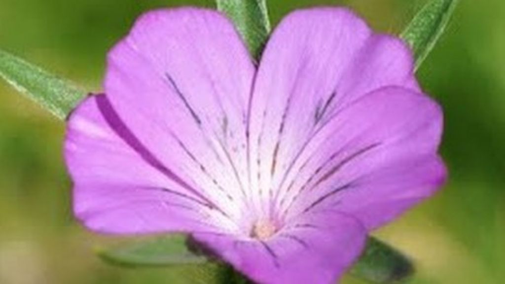 'Extinct' corncockle flower found near Souter Lighthouse BBC News