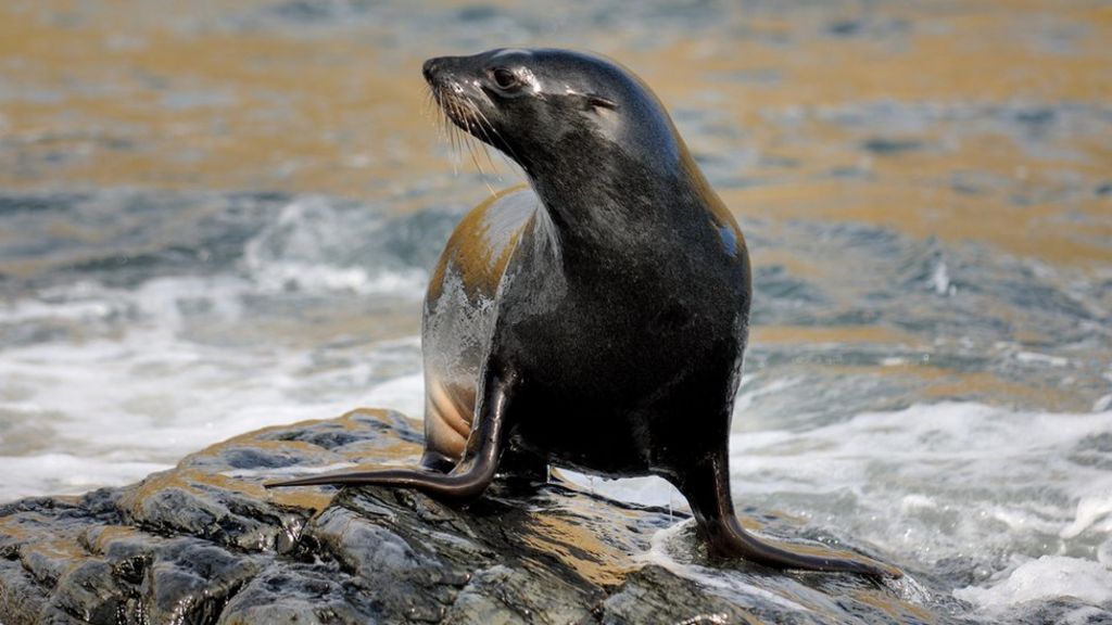 Antarctic fur seals feel climate impacts BBC News