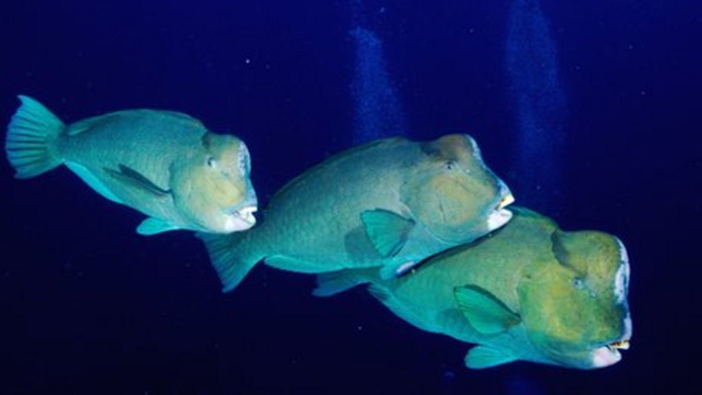 Massive Fish Spiele Oficial Seite