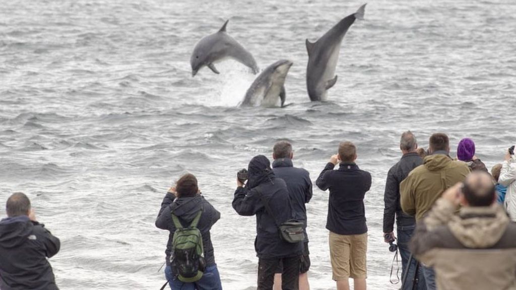 Whale watching Marine mammals photographed off Scotland BBC News