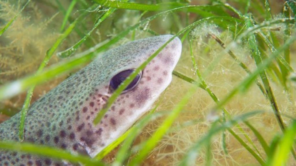 Seagrass fish feeding grounds 'lost like rain forests' - BBC News