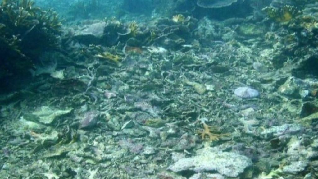 Blast fishing destroying Tanzania's marine habitats BBC News
