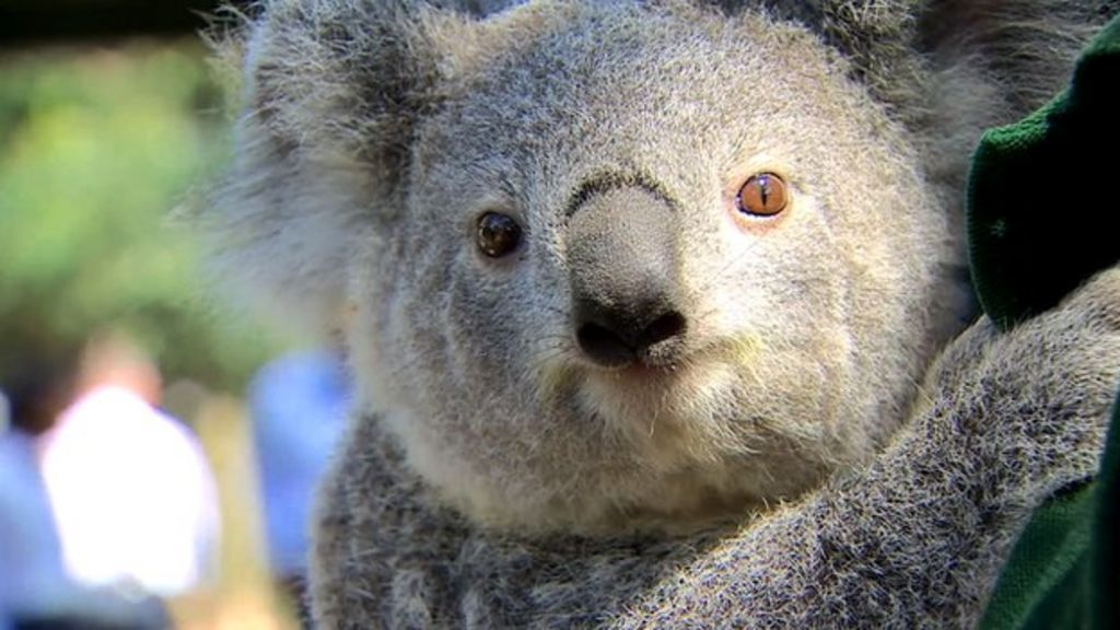 Cuddling koalas is big business for Sydney private zoo BBC News